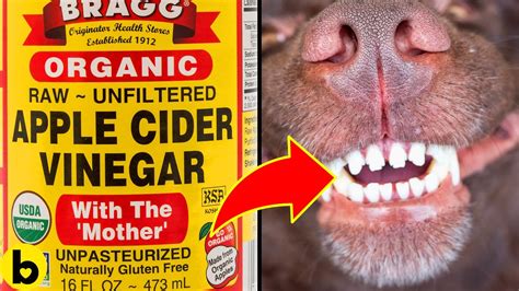 will vinegar make dogs sick.